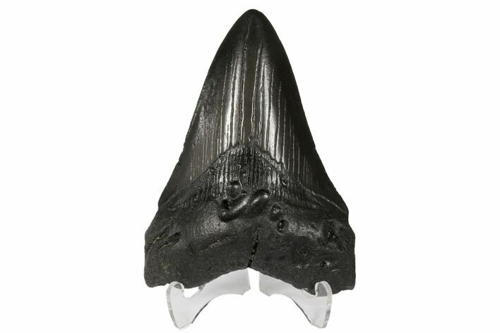 3.75" Fossil Megalodon Tooth - South Carolina